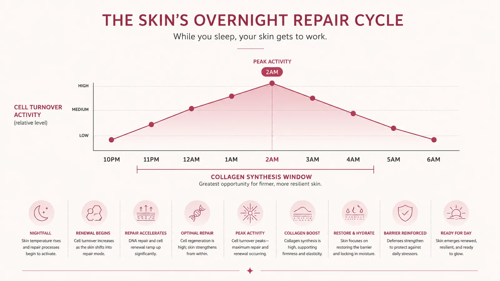 Illustrated timeline showing the skin's overnight repair cycle peaking at 2 a.m.